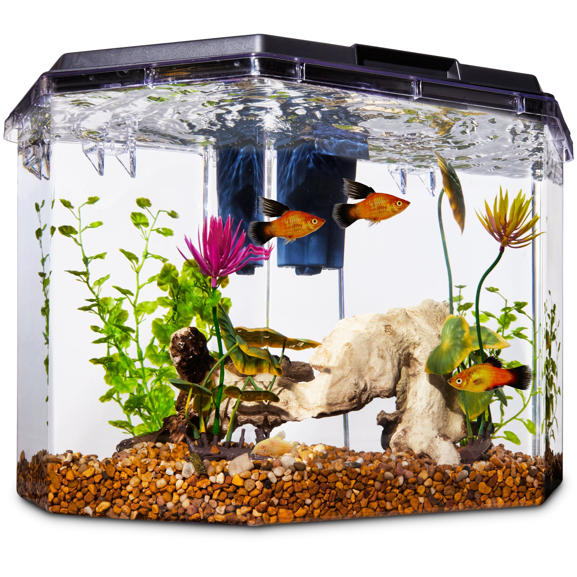 What To Buy Your Freshwater Fish Petco