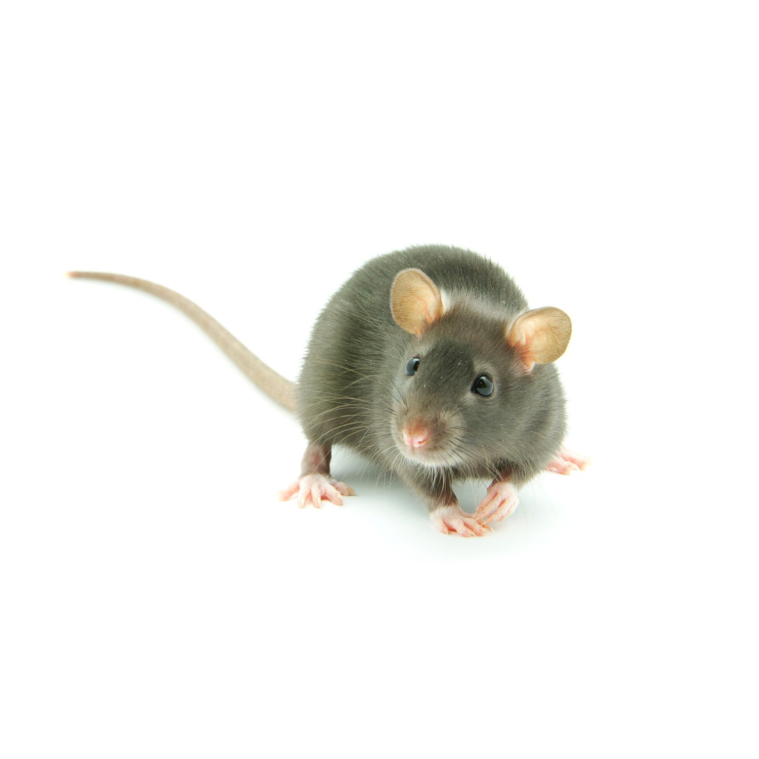 Rats for Sale | Live Pet Rats for Sale | Petco