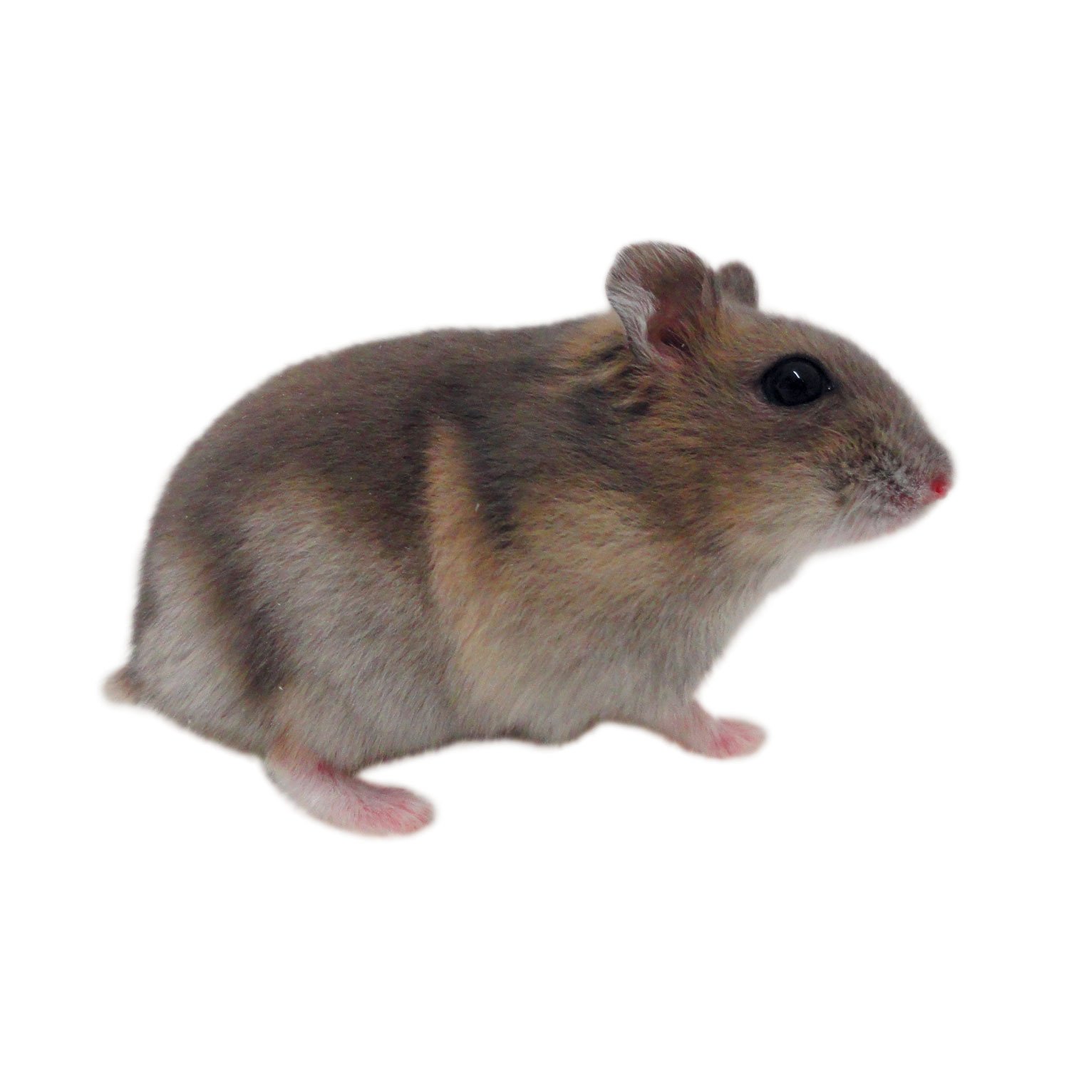 Hamsters for Sale: Dwarf Djungarian Hamsters for Sale | Petco