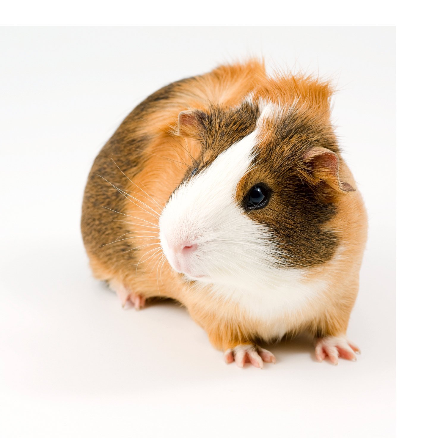 Guinea Pigs for Sale Buy Live Guinea Pigs for Sale Petco