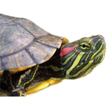 Red Eared Slider Turtles | Red Eared Slider for Sale | Petco