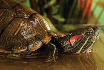 Aquatic Turtle