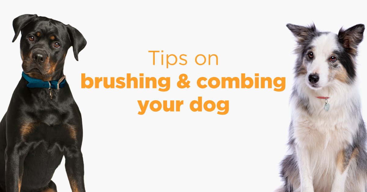 How Often Should You Brush Your Dog Tips Based On Coat Type Petco