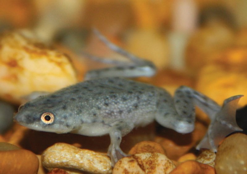 African Dwarf Frog Care Sheet | Petco