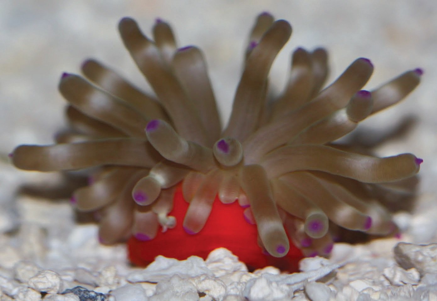 Anemone