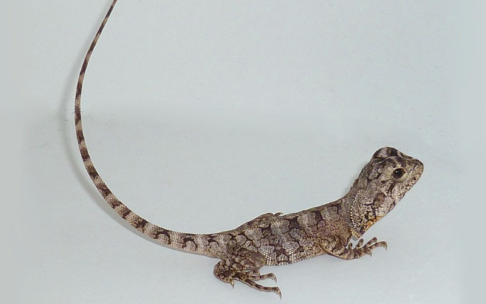 Arid Skink