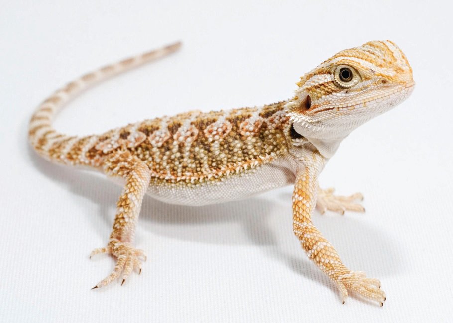 frilled lizard for sale petco