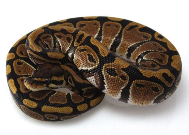 Boa and Python