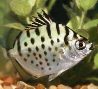 Brackish Water Fish