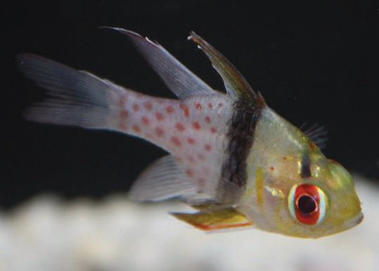 Cardinal Fish