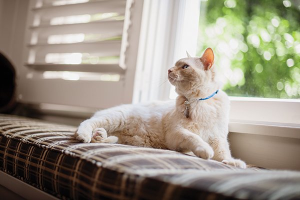 Matted Cat Fur Knowing The Causes And Prevention Petco