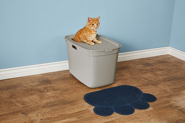 Choosing the Best Litter Box for Your Cat or Kitten | Petco