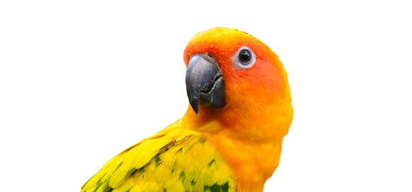 Pet Bird & Chicken Supplies | Bird Store | Petco