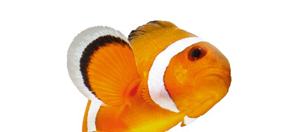 Download Fish Supplies: Fish Food, Fish Tanks, and More | Petco