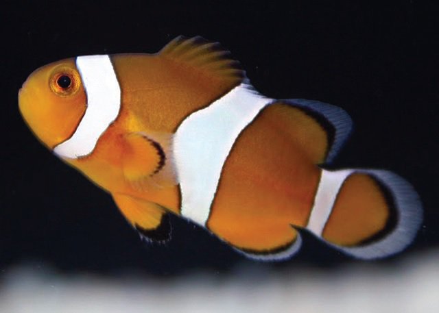 Clownfish and Damselfish