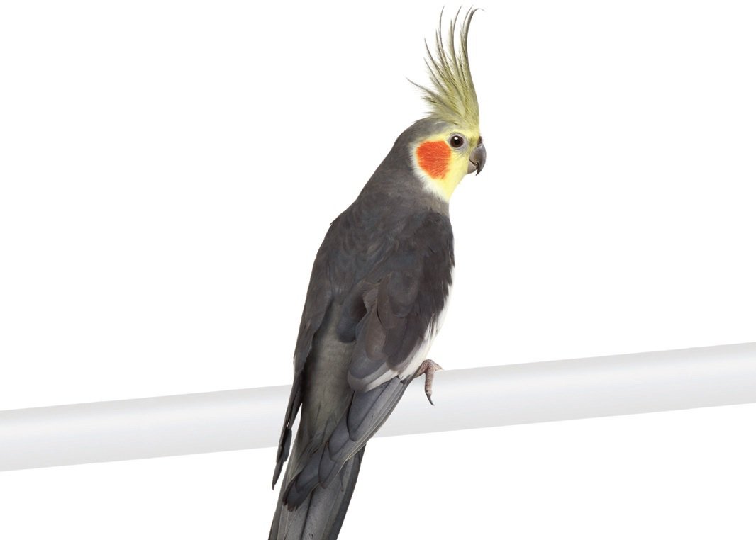 Cockatiel Bird 105