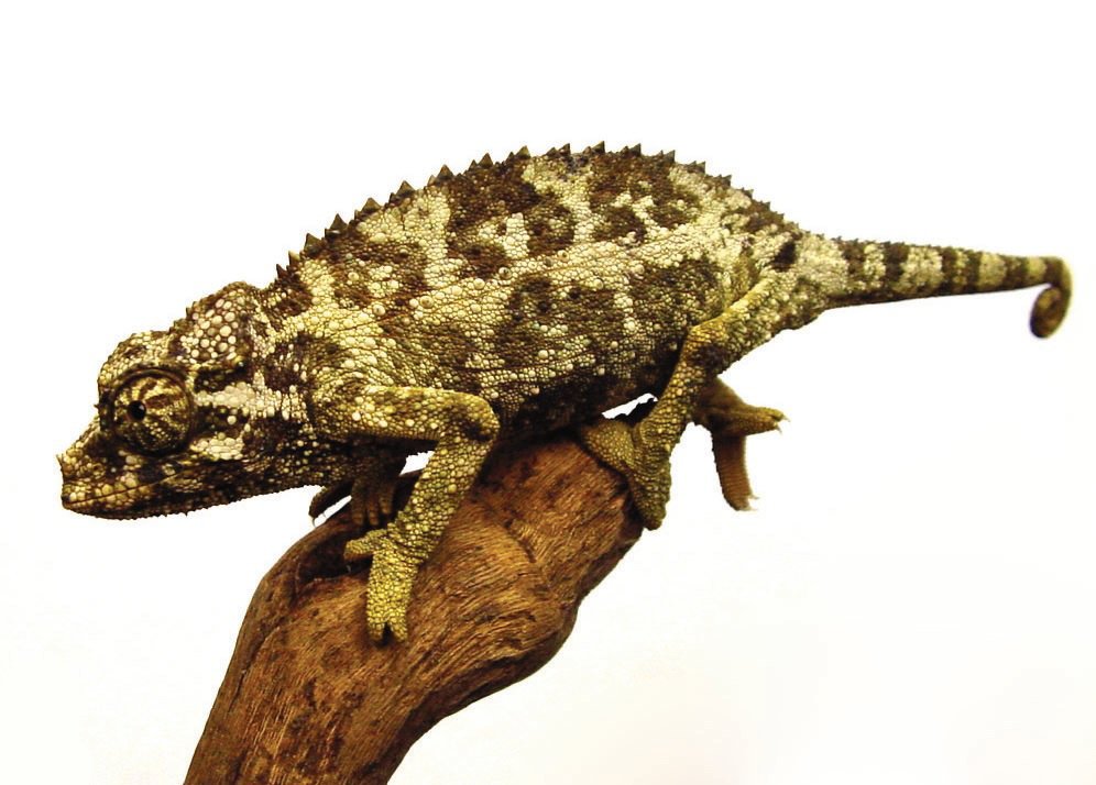 Cool Climate Chameleon