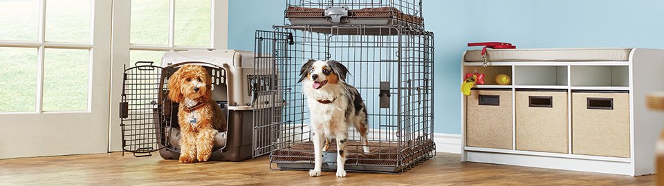 can you crate an older dog