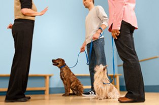 Positive Dog Training and Dog Obedience Training from ...