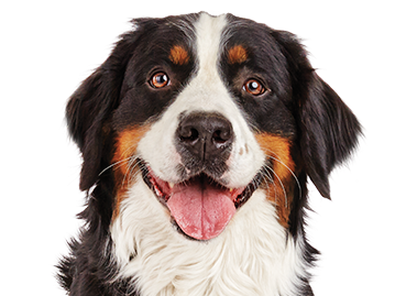 Dog &amp; Puppy Supplies, Services &amp; Accessories | Petco