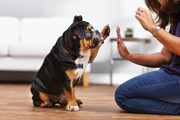 Dog Behavior Training 12 Bad Habits to Break Petco