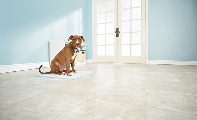  dog sitting on a puppy pad. puppy potty training tips 