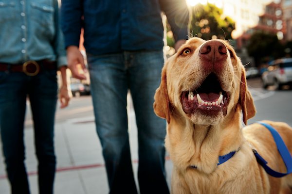 Therapy Dog Training And Certification Petco