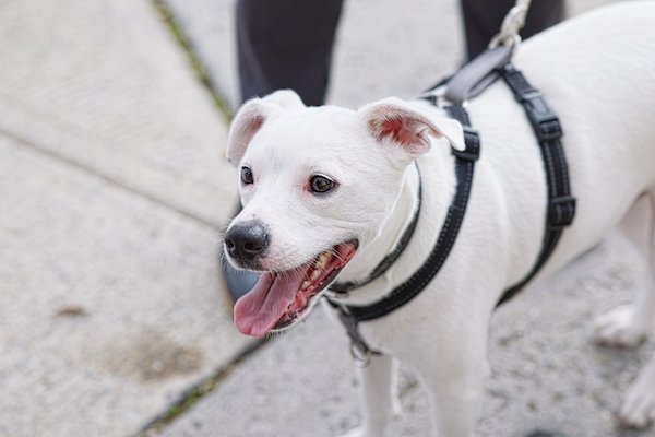 Therapy Dog Training And Certification Petco