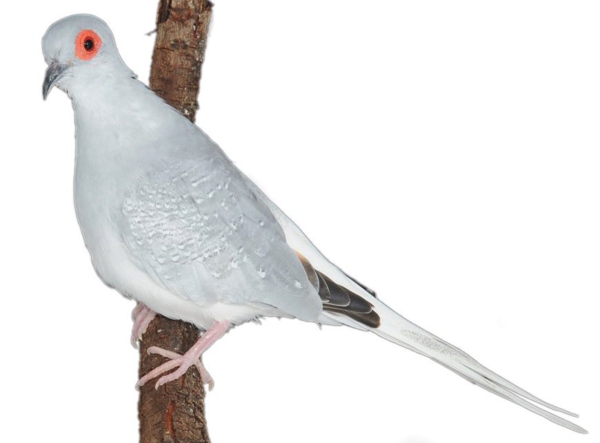 Dove