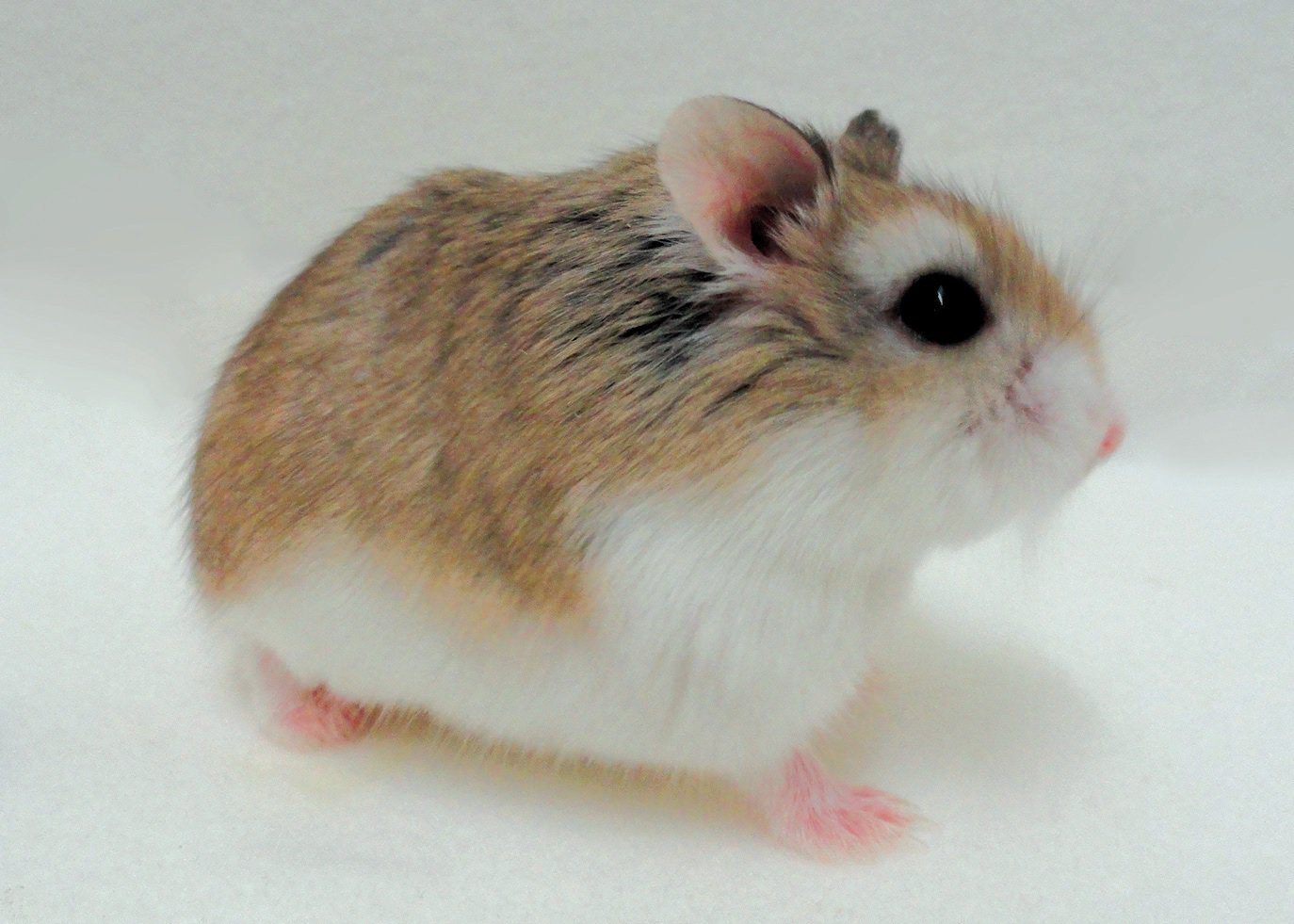 Dwarf Hamster Care: Roborovski, Russian & Chinese Hamster ...