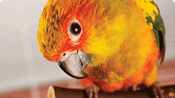 Image result for bird
