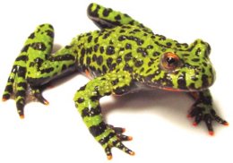 Fire Bellied Toad