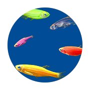 Aquarium Fish Tank Decorations Aquarium Tank Decor Petco