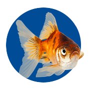 Aquarium Fish Tank Decorations Aquarium Tank Decor Petco