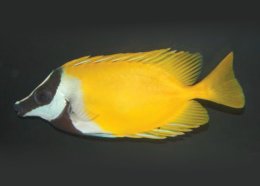 Foxface and Rabbitfish