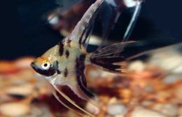Freshwater AngelsDiscus