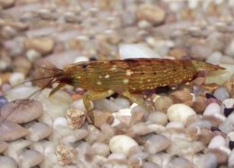 Freshwater Crustacean