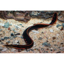 Freshwater Eel Care Sheet | Petco