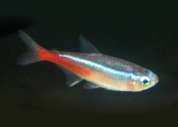 Freshwater Community