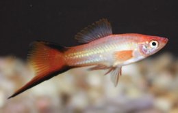 Freshwater Livebearers