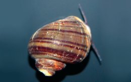 Freshwater Snails