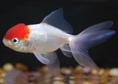 Goldfish And Koi Care Sheet Petco