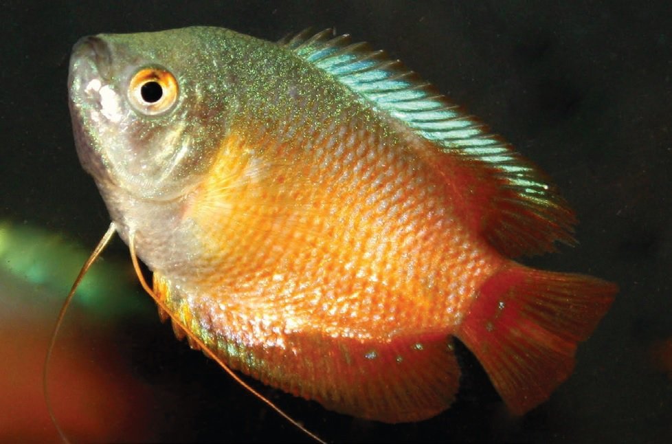 Gourami and Paradise Fish