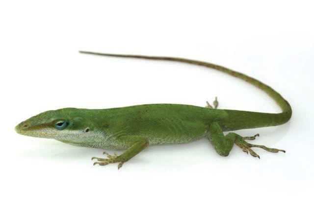 Green and Bahama Anole