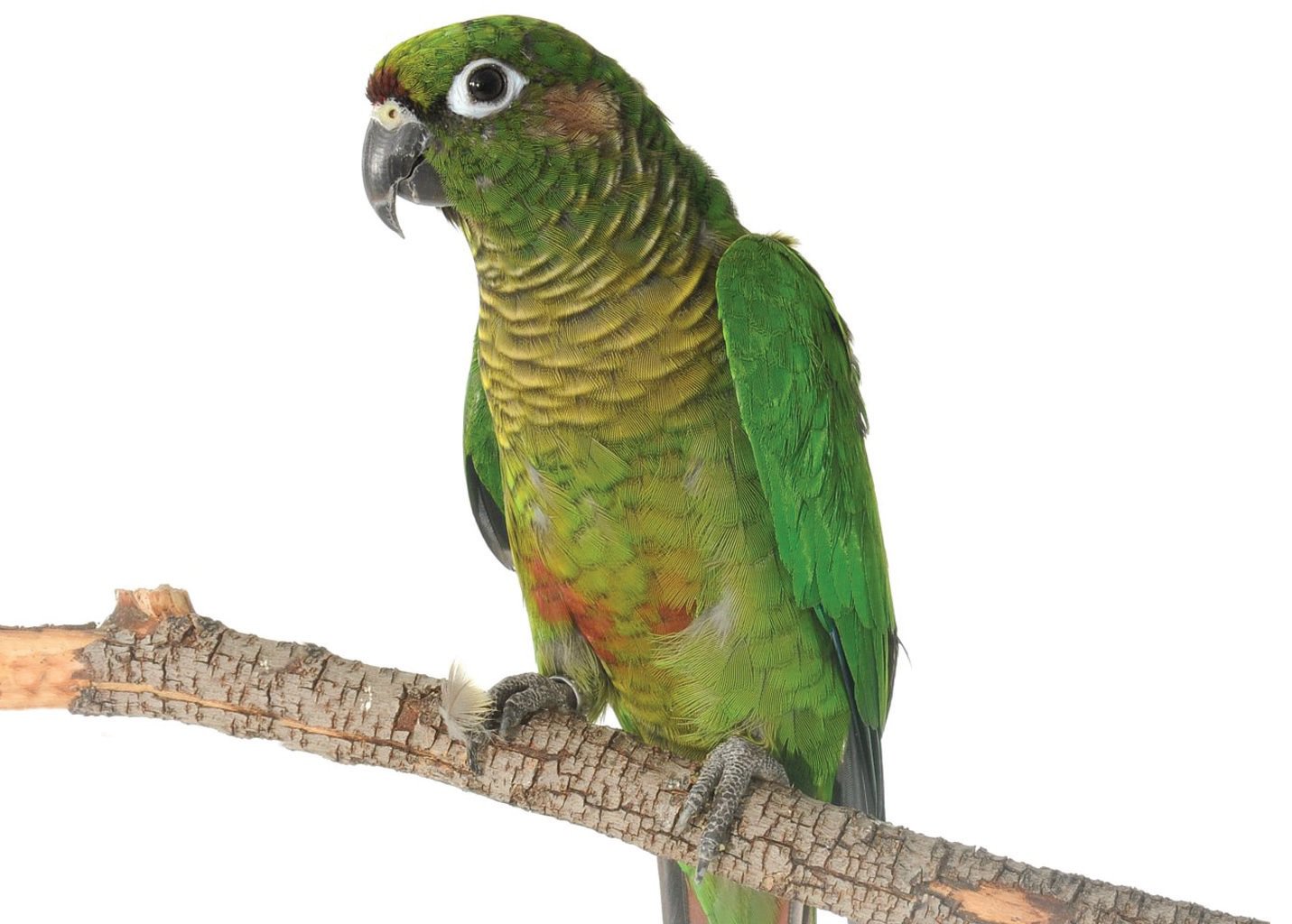 Green Cheek Conure Caresheet | Petco