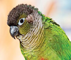 Petco green cheek outlet conure price