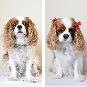 petco dog grooming