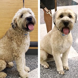 Wheaten Terrier Grooming Styles Goldenacresdogs Com