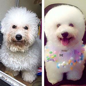 Dog Haircut Salon Near Me | I Can't Believe It's Hairstyle ...