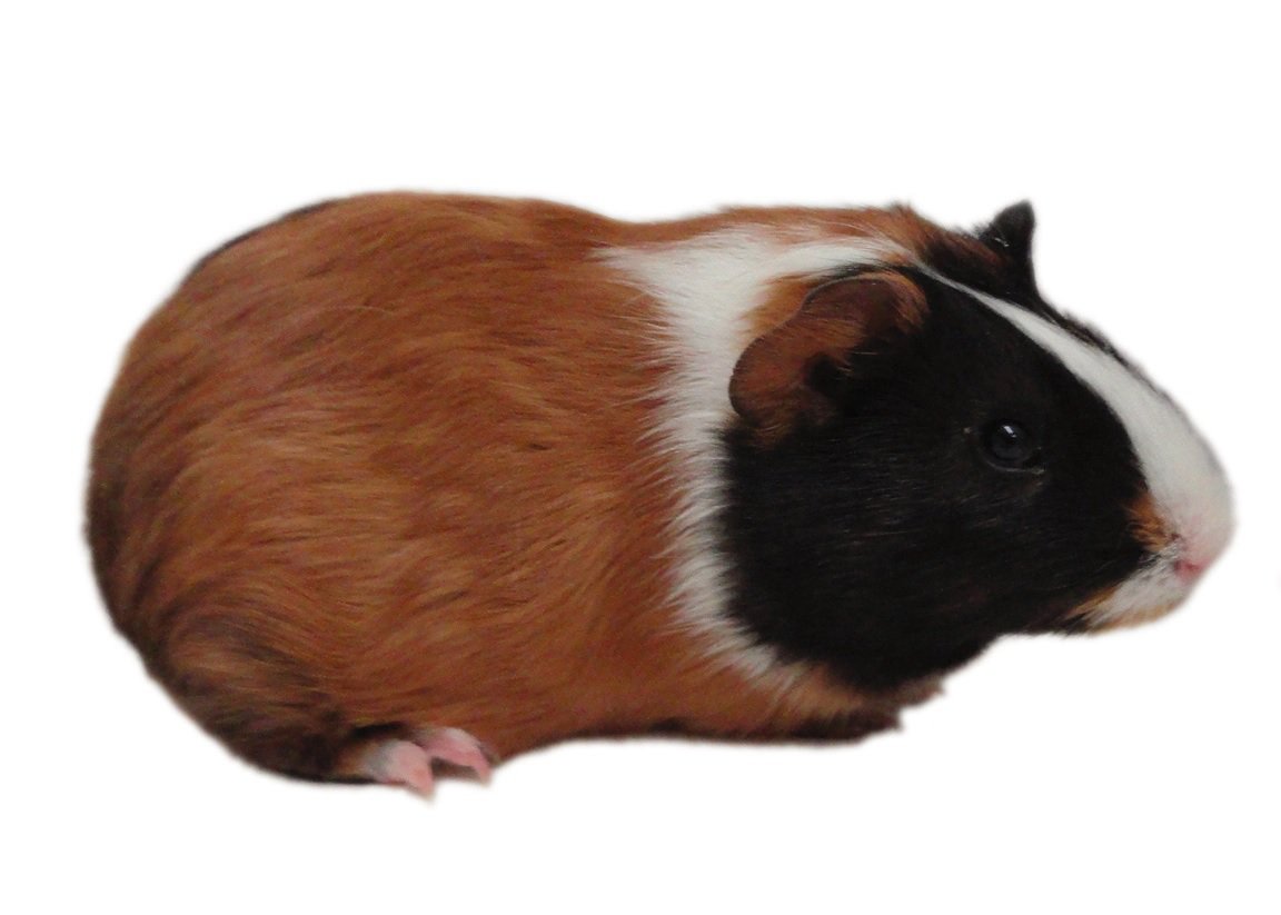 Guinea Pig Care Facts How To Take Care Of A Guinea Pig